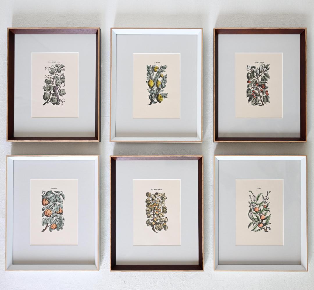 アプリコットの植物図譜アート｜額装ポスター｜イタリア果実のインテリアアート