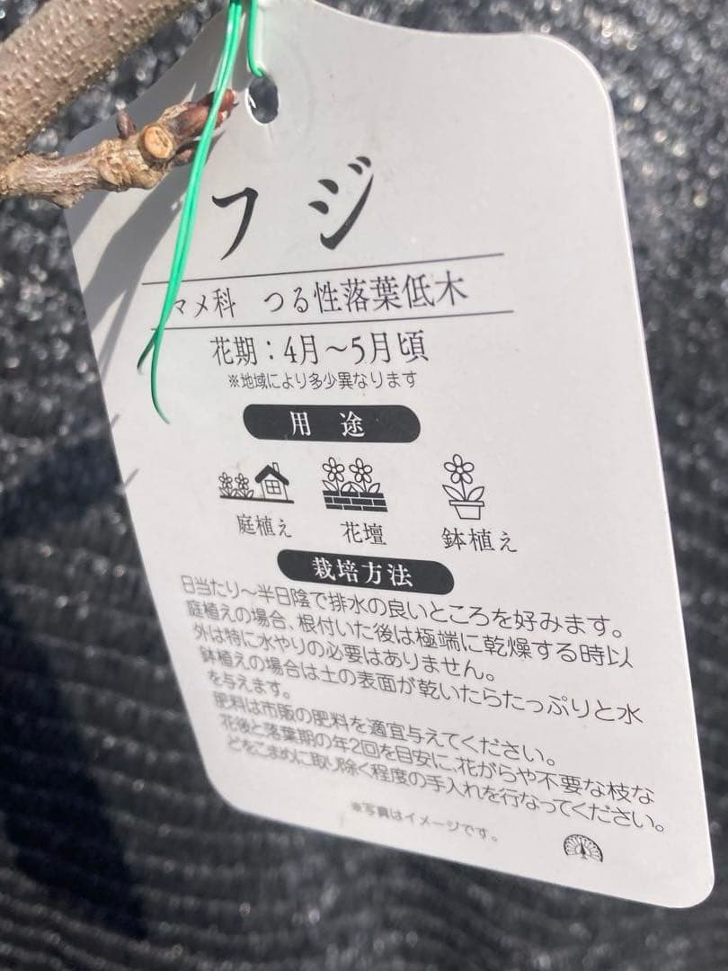 ①*:ஐ細長く可憐なピンク花が魅力！強健で生育旺盛*:ஐ藤・苗木【本紅】6号