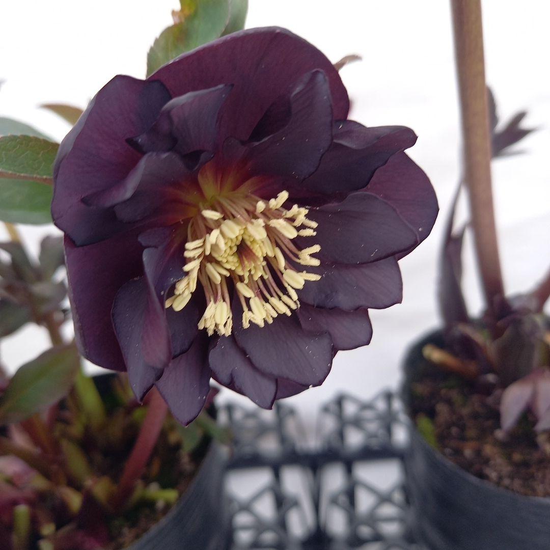 ダーク系♪2個セット、クリスマスローズ、苗、開花株