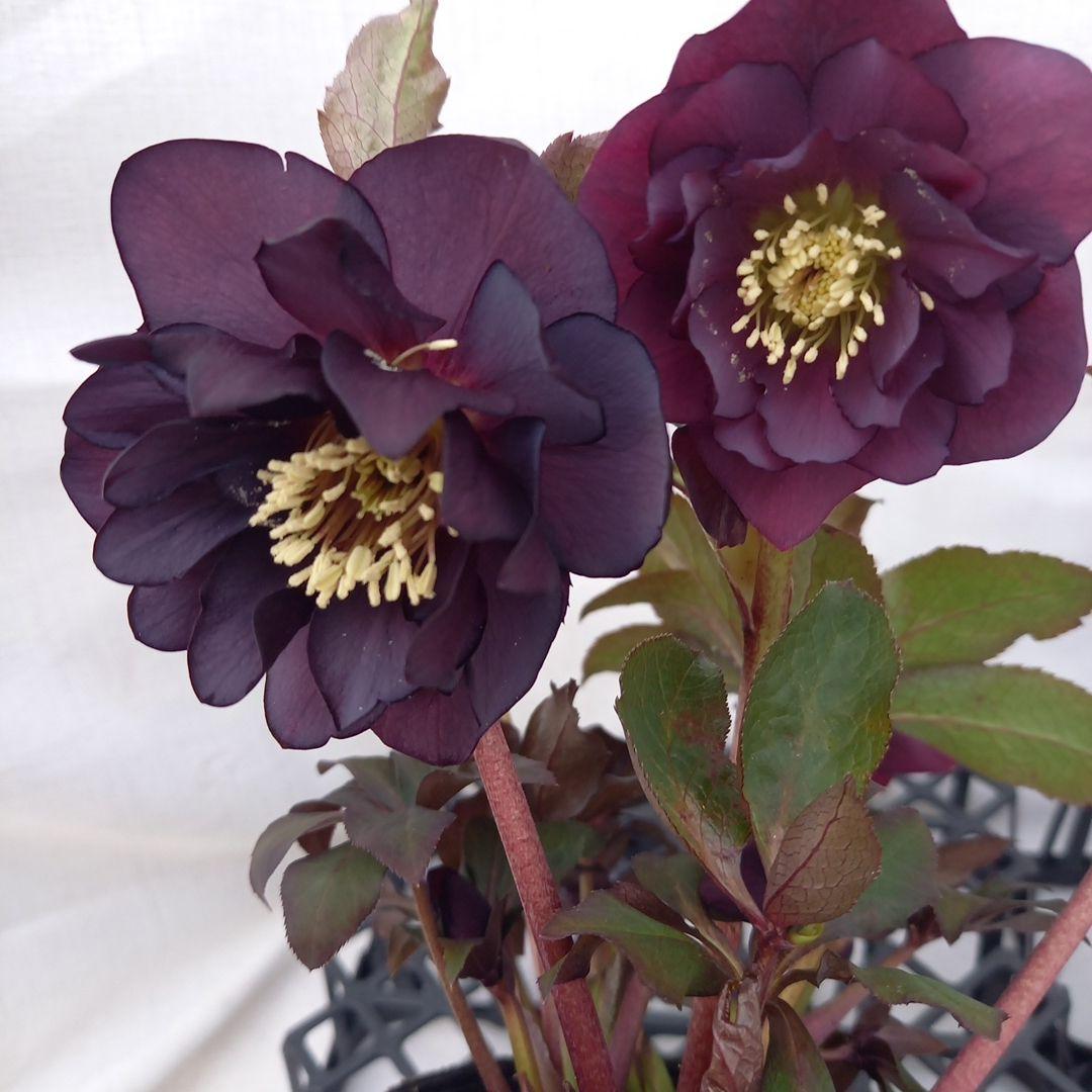 ダーク系♪2個セット、クリスマスローズ、苗、開花株