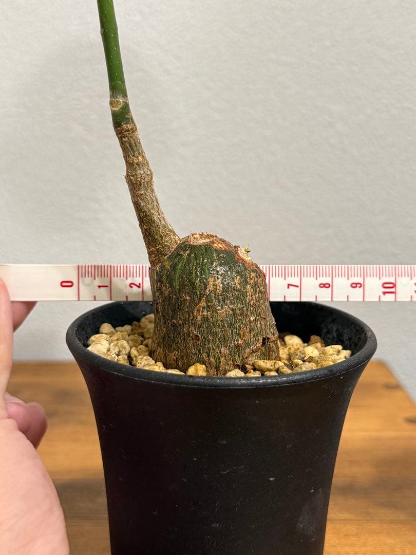 ボンバックス　①　Pseudobombax ellipticum