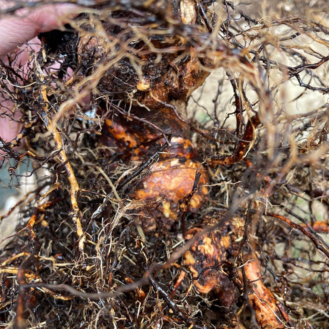 【1/21(水)写真追加】【カインダブルー】　バラ　苗