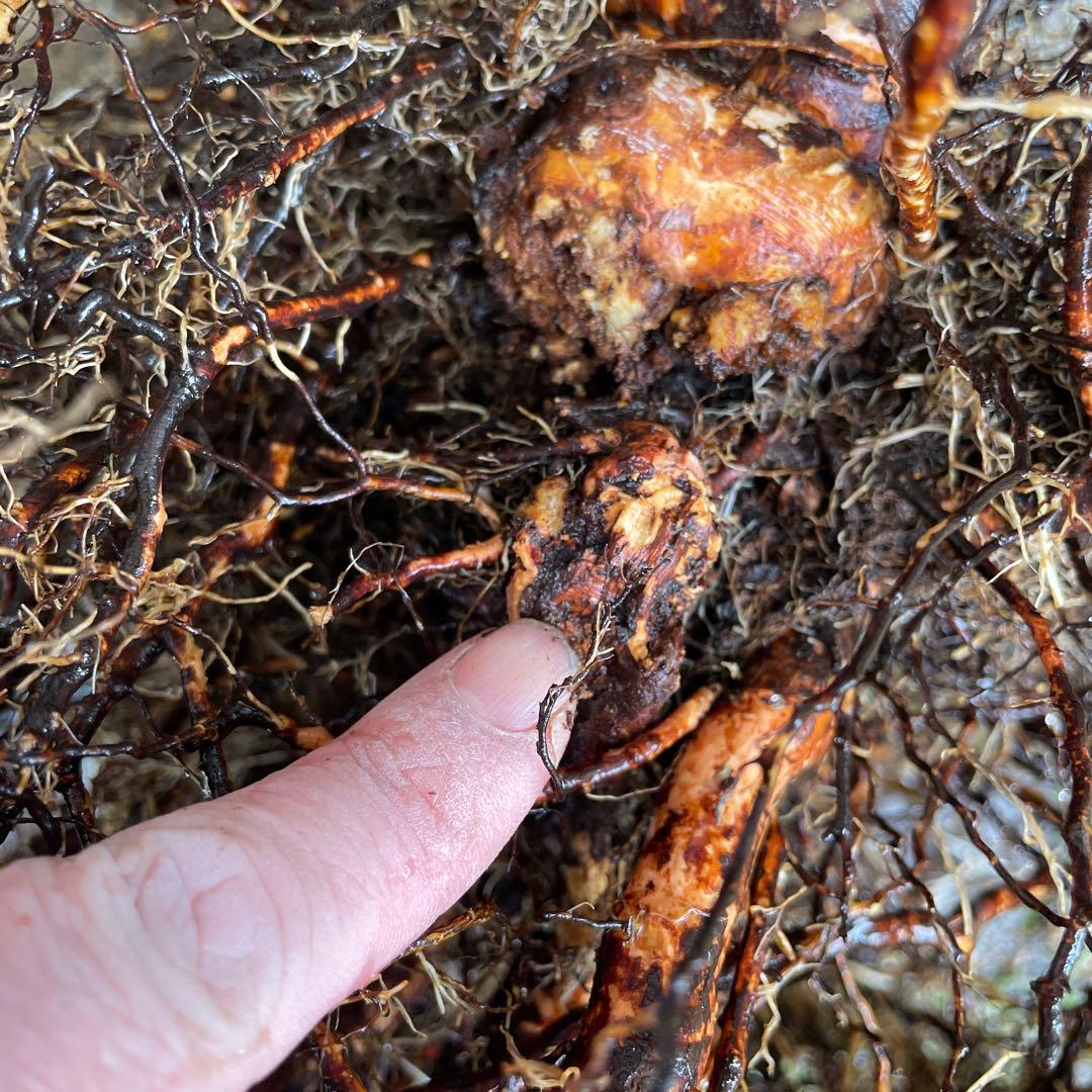 【1/21(水)写真追加】【カインダブルー】　バラ　苗