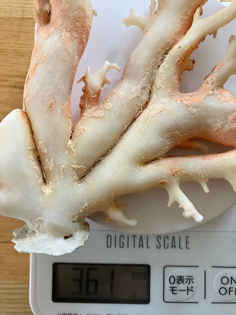 珊瑚　原木　置物　桃色珊瑚　白珊瑚