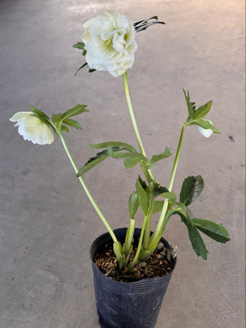 292 クリスマスローズ　フレグランス　開花株