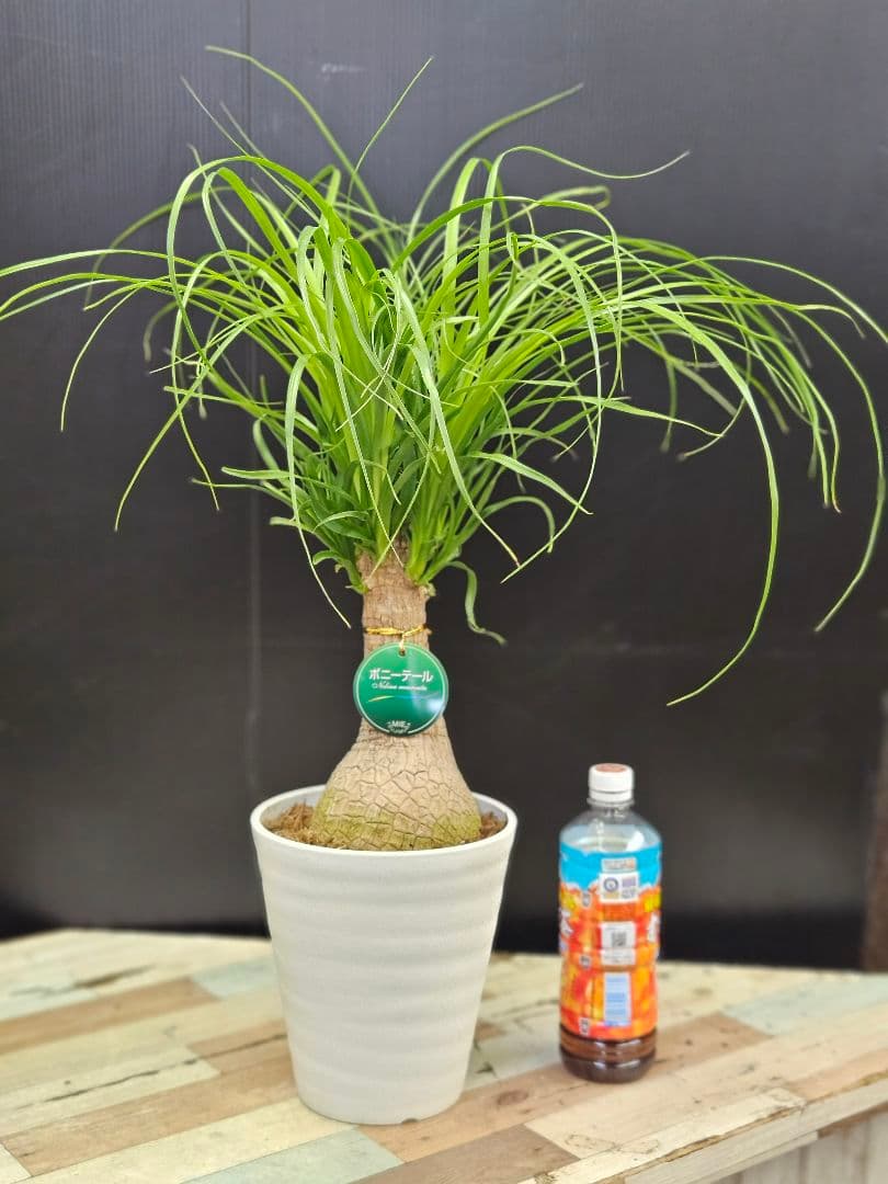 大人気！観葉植物 トックリラン ポニーテール 6号鉢 極上品 写真現物