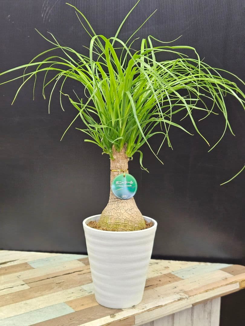 大人気！観葉植物 トックリラン ポニーテール 6号鉢 極上品 写真現物