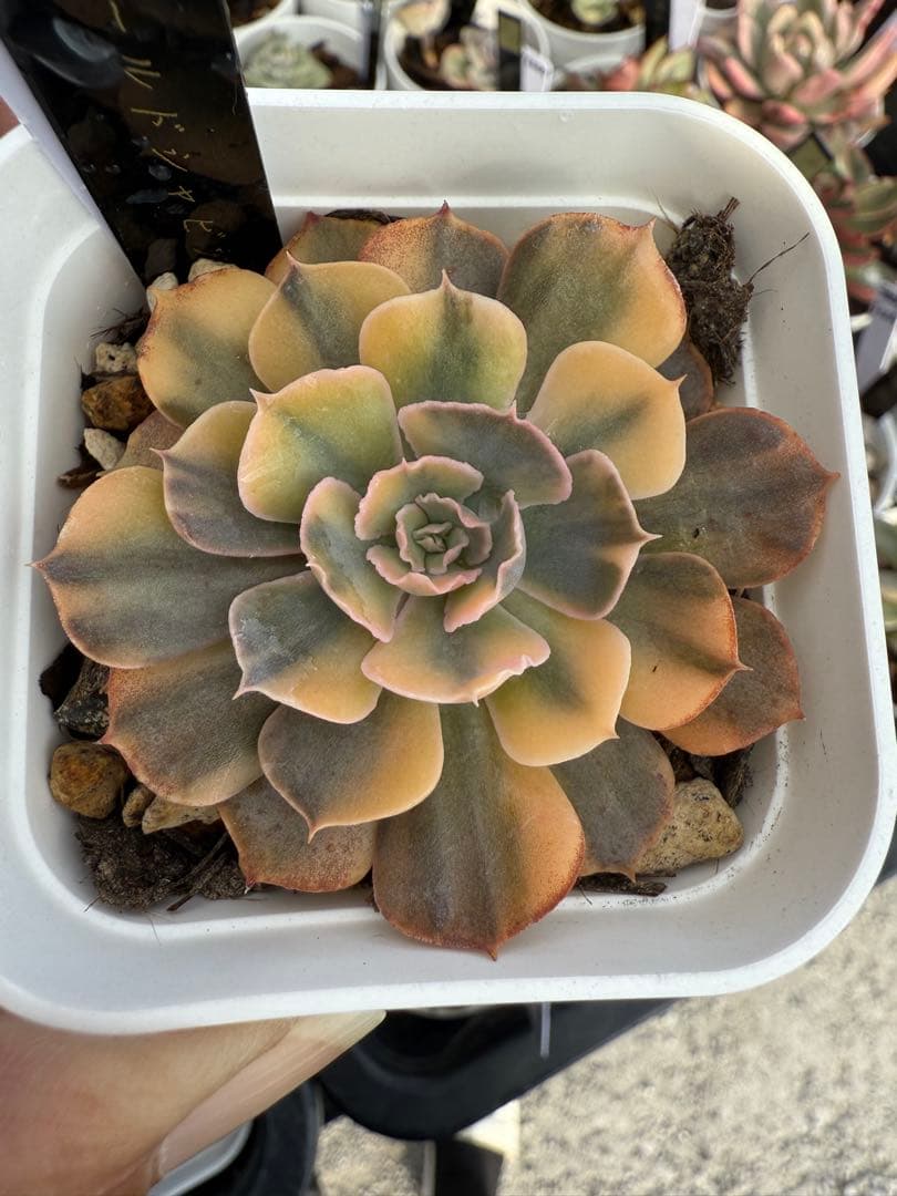 多肉植物　ゴールドシャビアナ錦　色斑　抜き苗✨美苗、美斑✨【特定記録付】