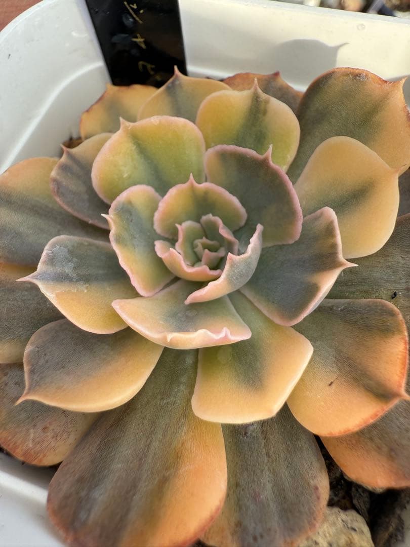 多肉植物　ゴールドシャビアナ錦　色斑　抜き苗✨美苗、美斑✨【特定記録付】