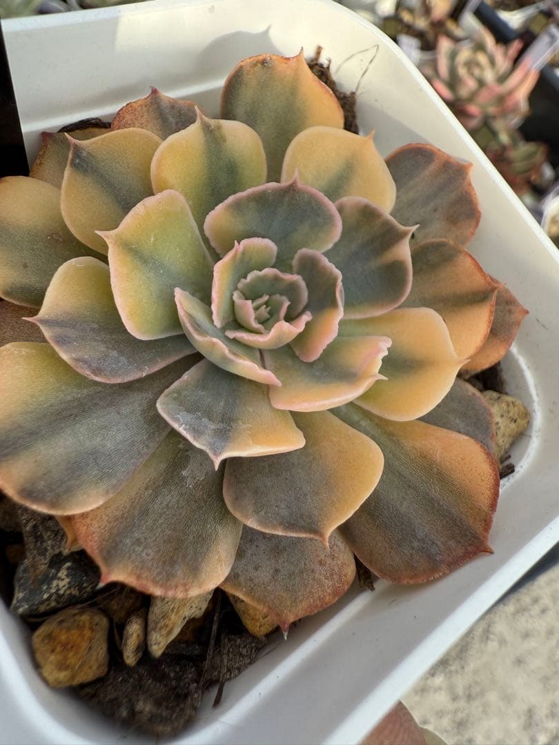 多肉植物　ゴールドシャビアナ錦　色斑　抜き苗✨美苗、美斑✨【特定記録付】