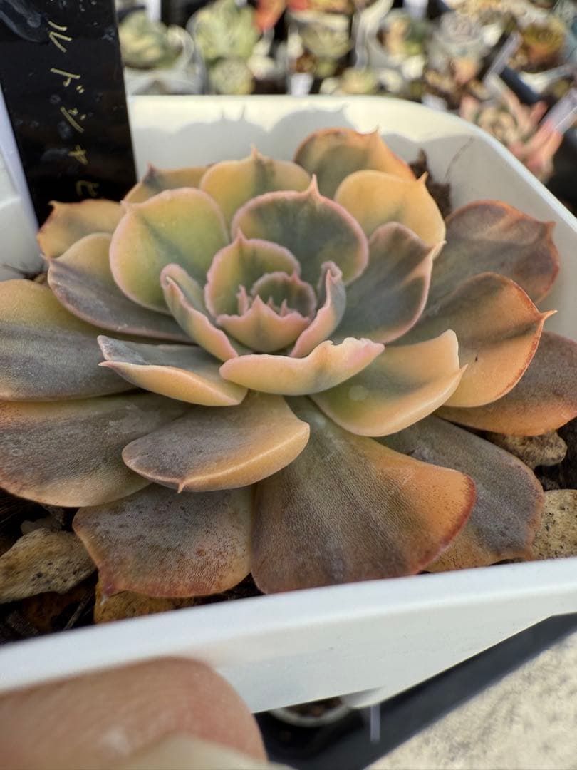 多肉植物　ゴールドシャビアナ錦　色斑　抜き苗✨美苗、美斑✨【特定記録付】