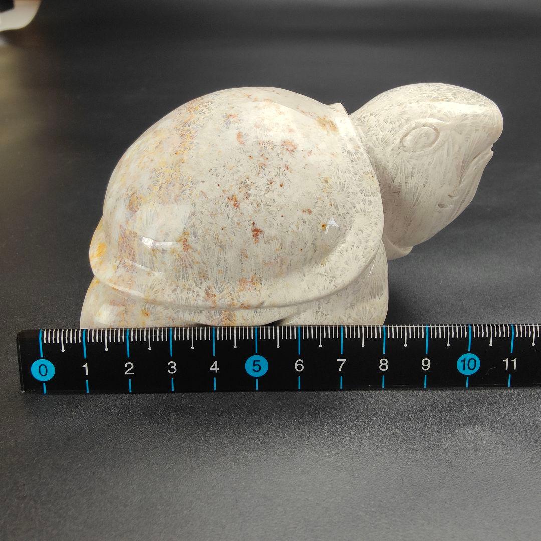 2 サンゴの化石　亀　(大)　天然石　 菊目石　珊瑚　コラール　縁起物　魔除け