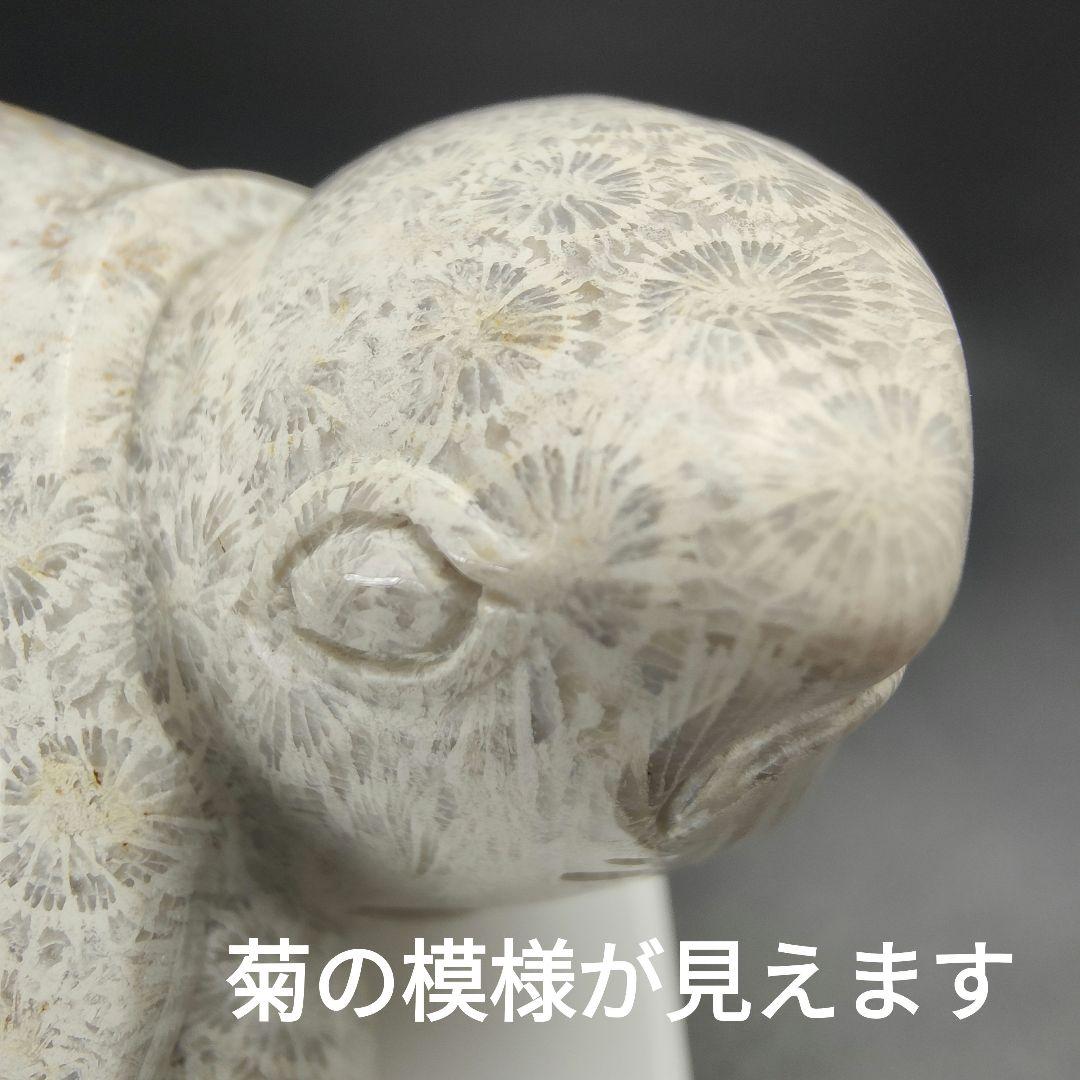 2 サンゴの化石　亀　(大)　天然石　 菊目石　珊瑚　コラール　縁起物　魔除け