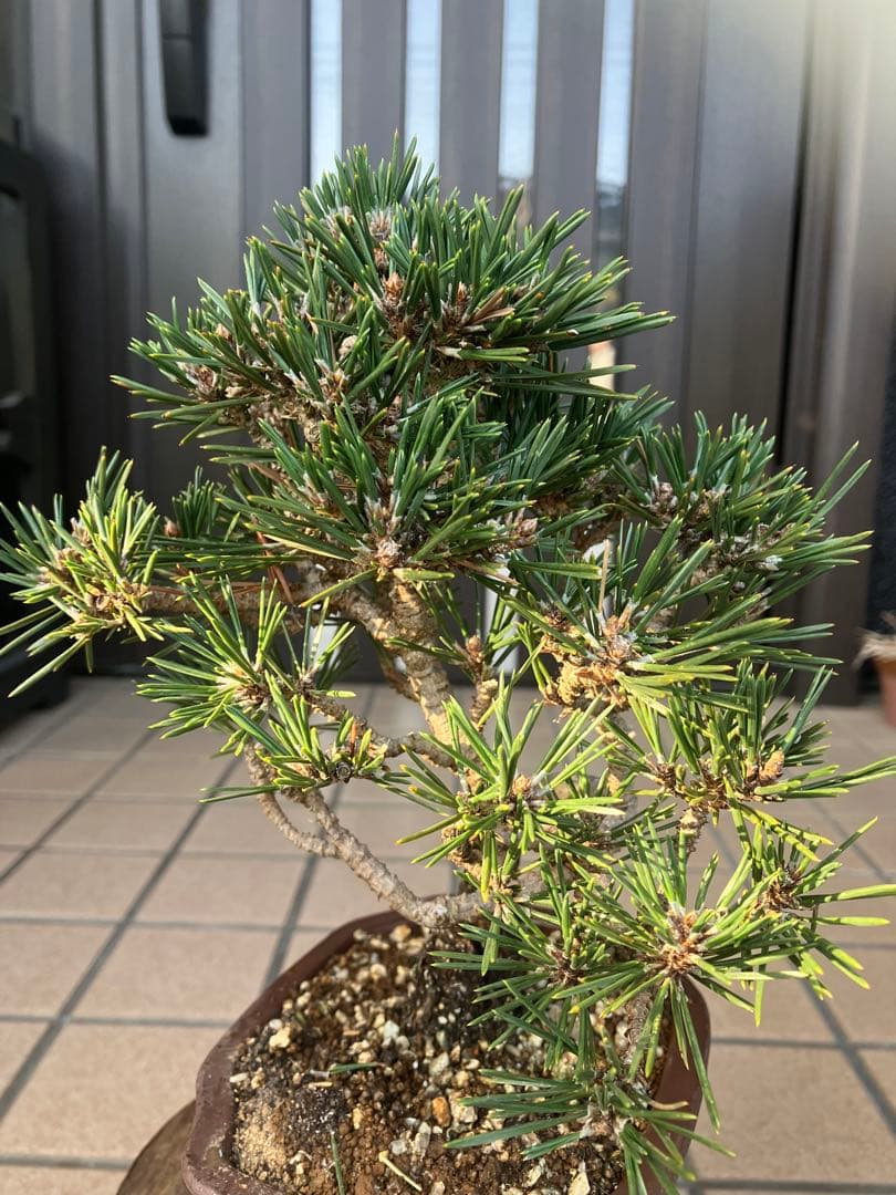 ひで　◉小品盆栽　八房黒松　寿丸　大特価！早いもの勝ち