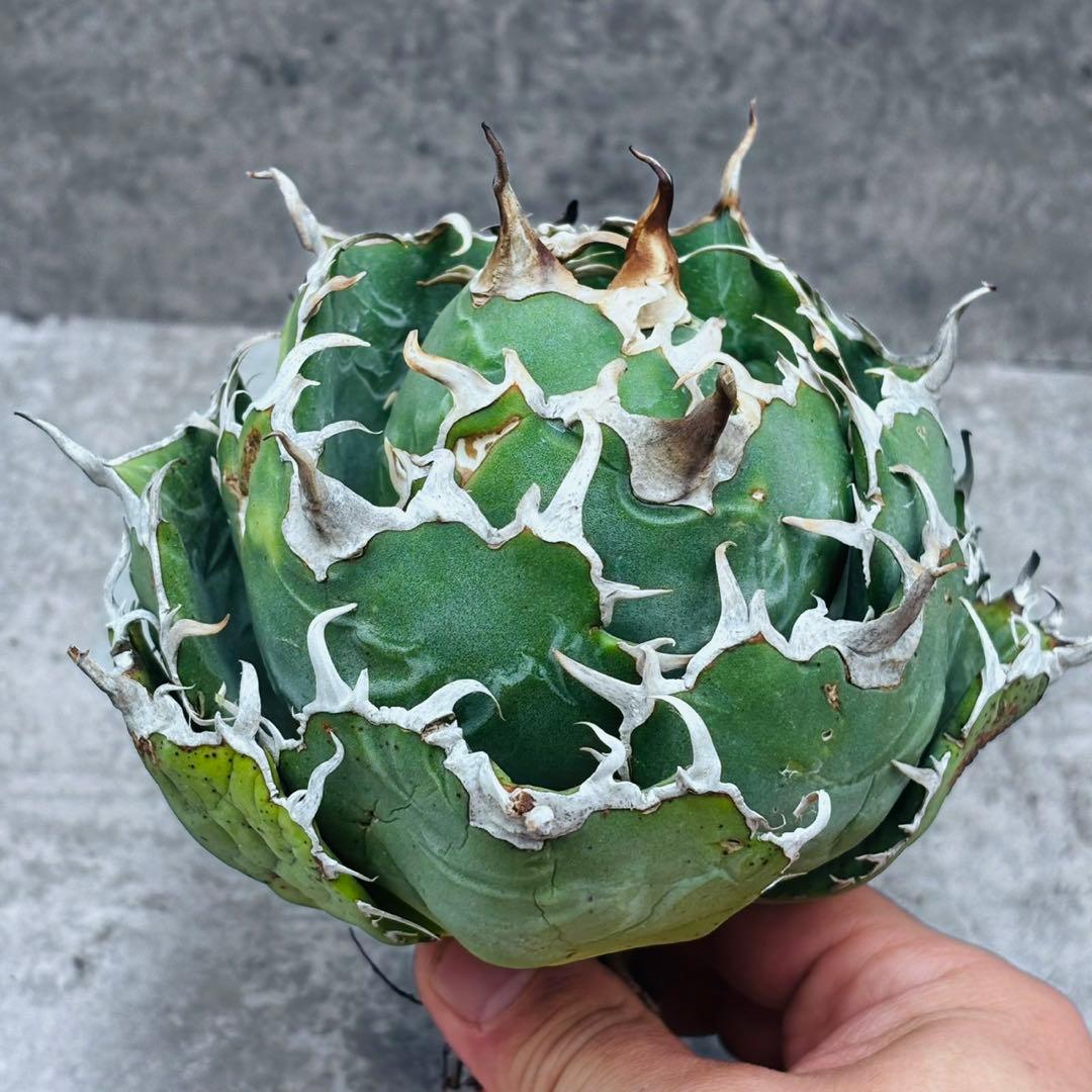 アガベ チタノタ 白鯨 極白狂刺 完全球形 神レベル 個体差MAX 唯一株