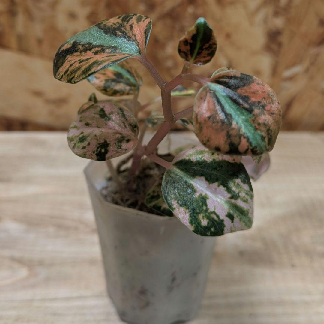 オ*林様 美株　ペペロミア　メタリカ　斑入り