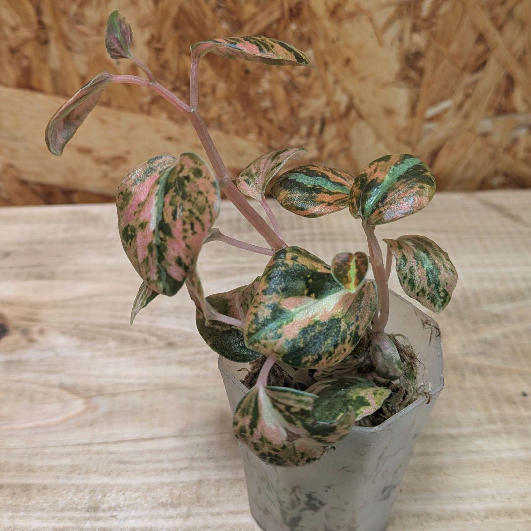 オ*林様 美株　ペペロミア　メタリカ　斑入り