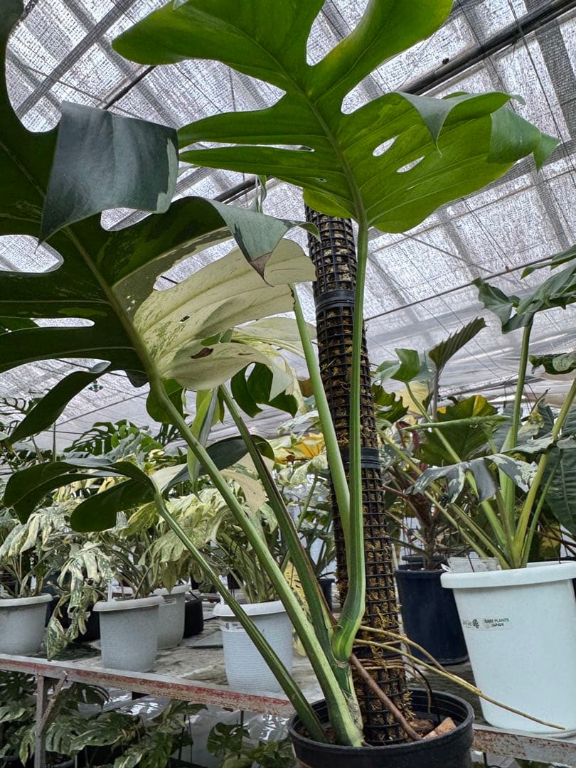 1モンステラ　ボルギシアナ　x デリシオーサ　ミント　親株　美斑入り　送料込み