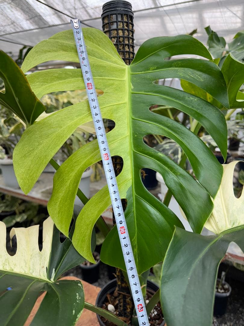 1モンステラ　ボルギシアナ　x デリシオーサ　ミント　親株　美斑入り　送料込み