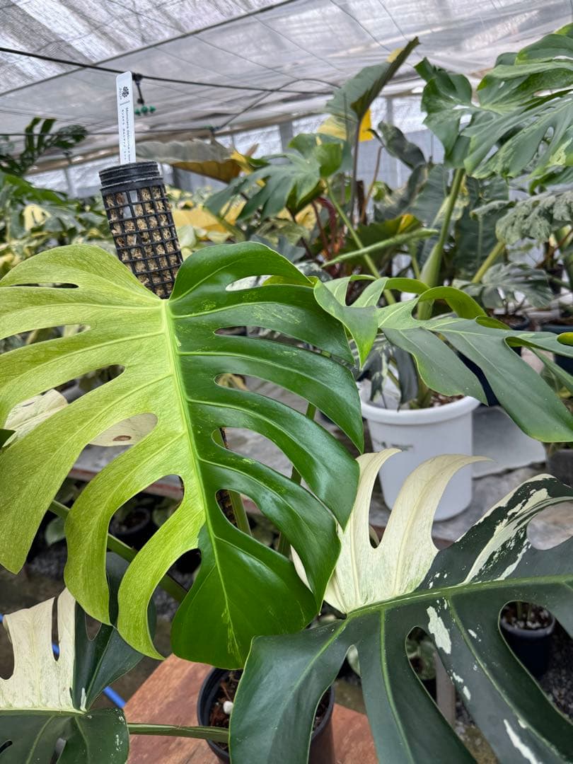 1モンステラ　ボルギシアナ　x デリシオーサ　ミント　親株　美斑入り　送料込み