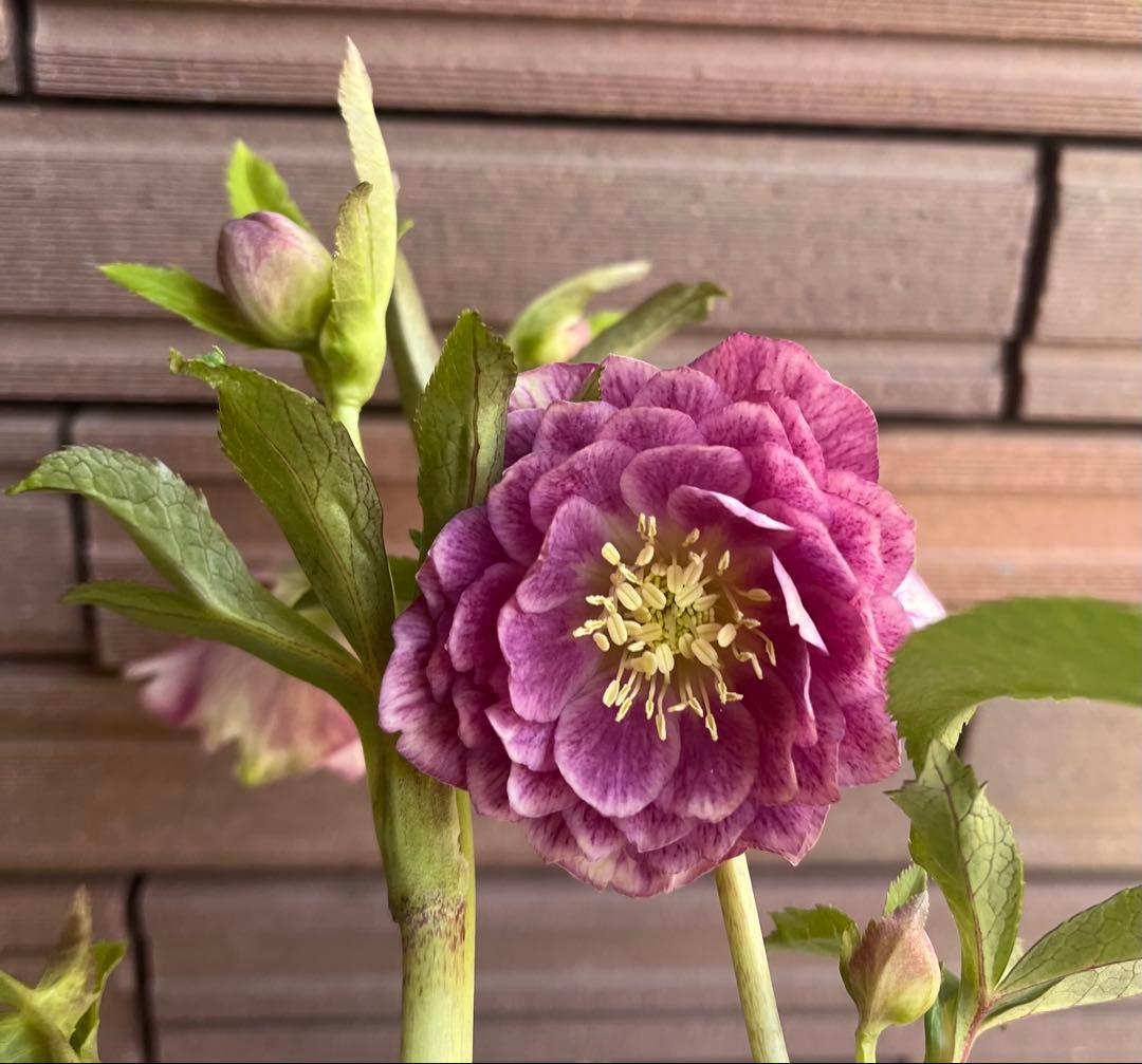 【セール】広瀬園芸 クリスマスローズ 多弁ピンクグラデーションdd