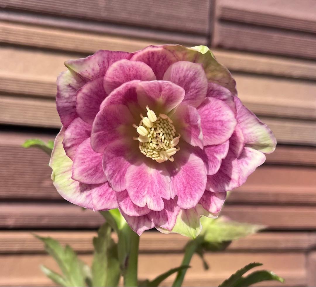 【セール】広瀬園芸 クリスマスローズ 多弁ピンクグラデーションdd