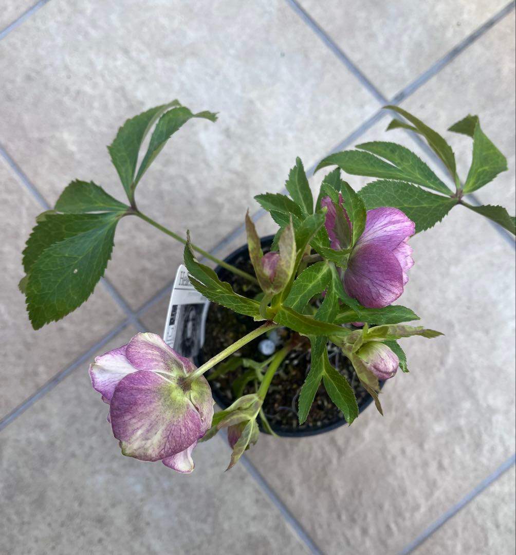 【セール】広瀬園芸 クリスマスローズ 多弁ピンクグラデーションdd