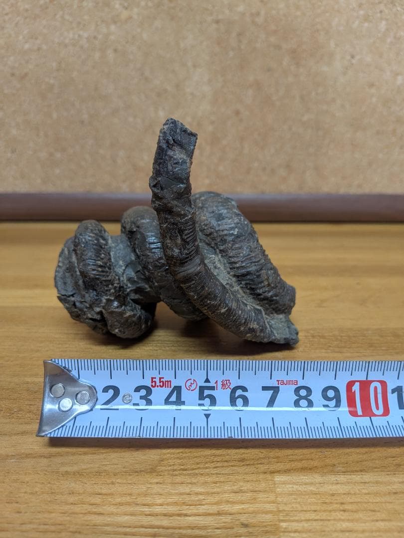 アンモナイト化石 異常巻(285)