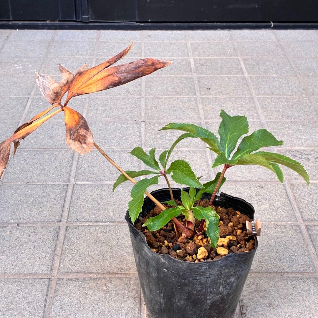 u*0様 ☘️蕾付き☘️3310⭐️SD⭐️小輪⭐️オーレア⭐️樋口さん⭐️