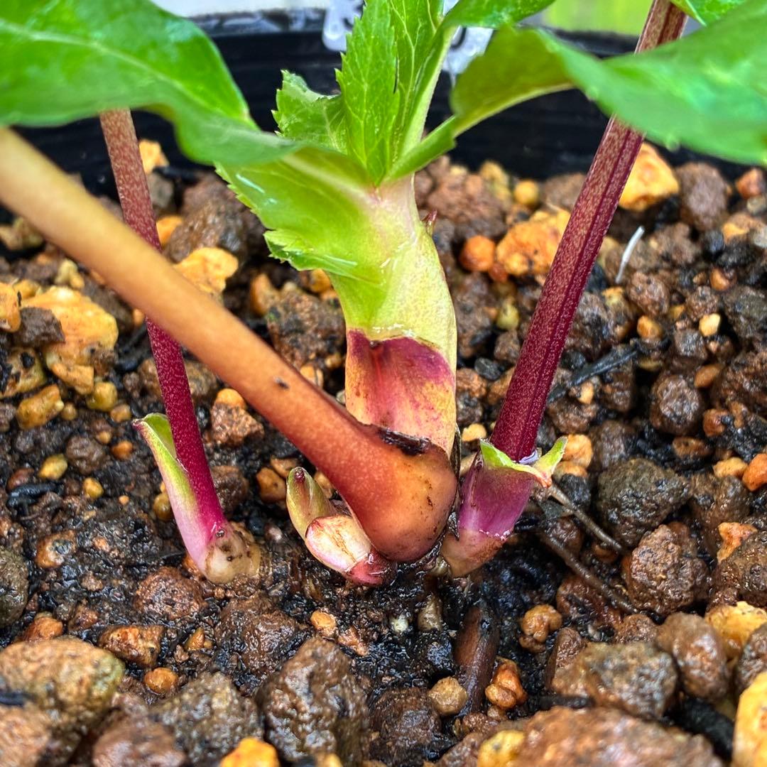 u*0様 ☘️蕾付き☘️3310⭐️SD⭐️小輪⭐️オーレア⭐️樋口さん⭐️