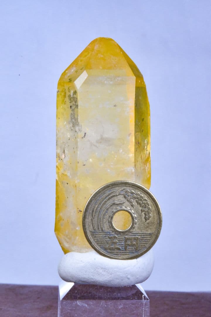 コロンビア産 ゴールデンヒーラーポイント01