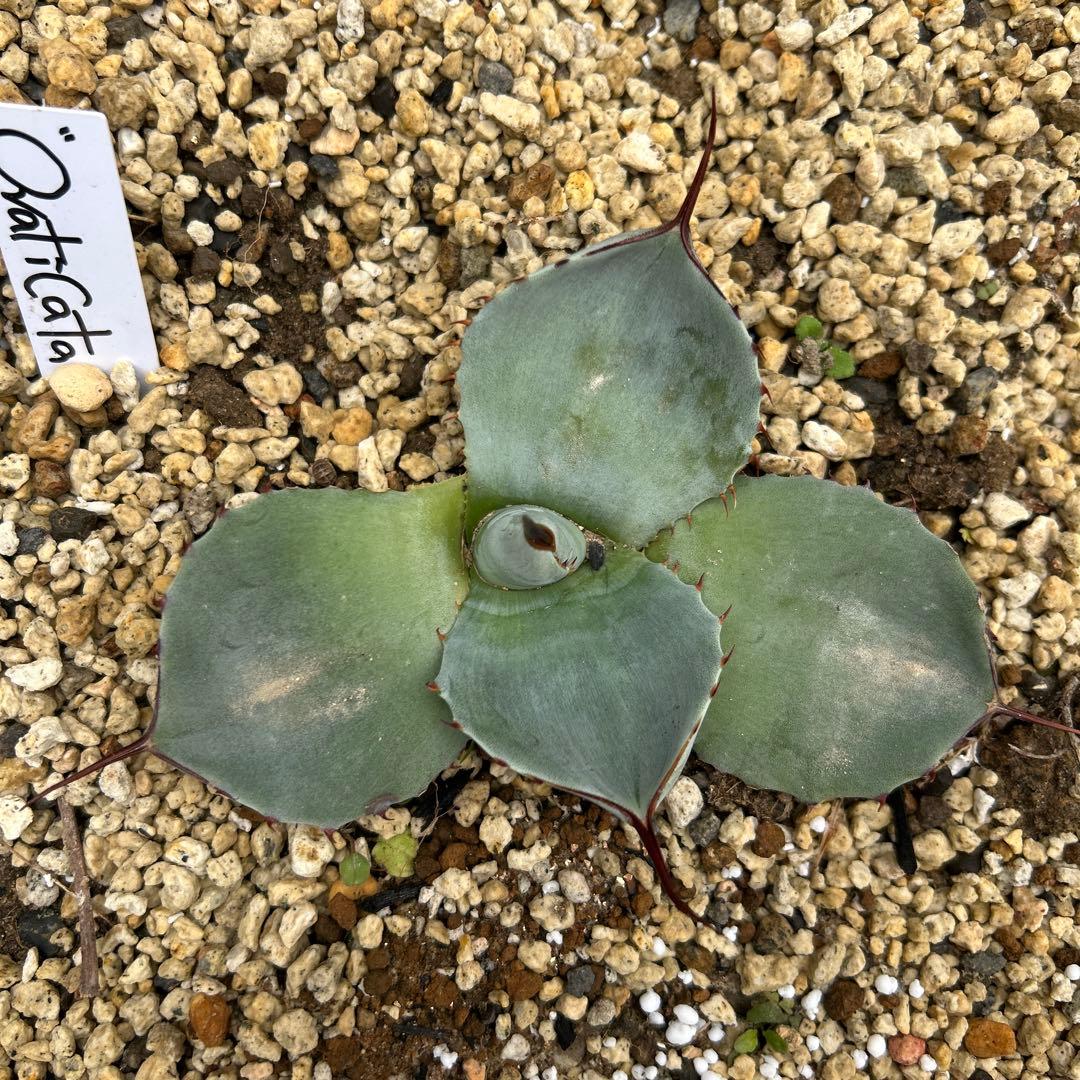 アガベ　オバティカータ　オバティフォリア×トランカータ