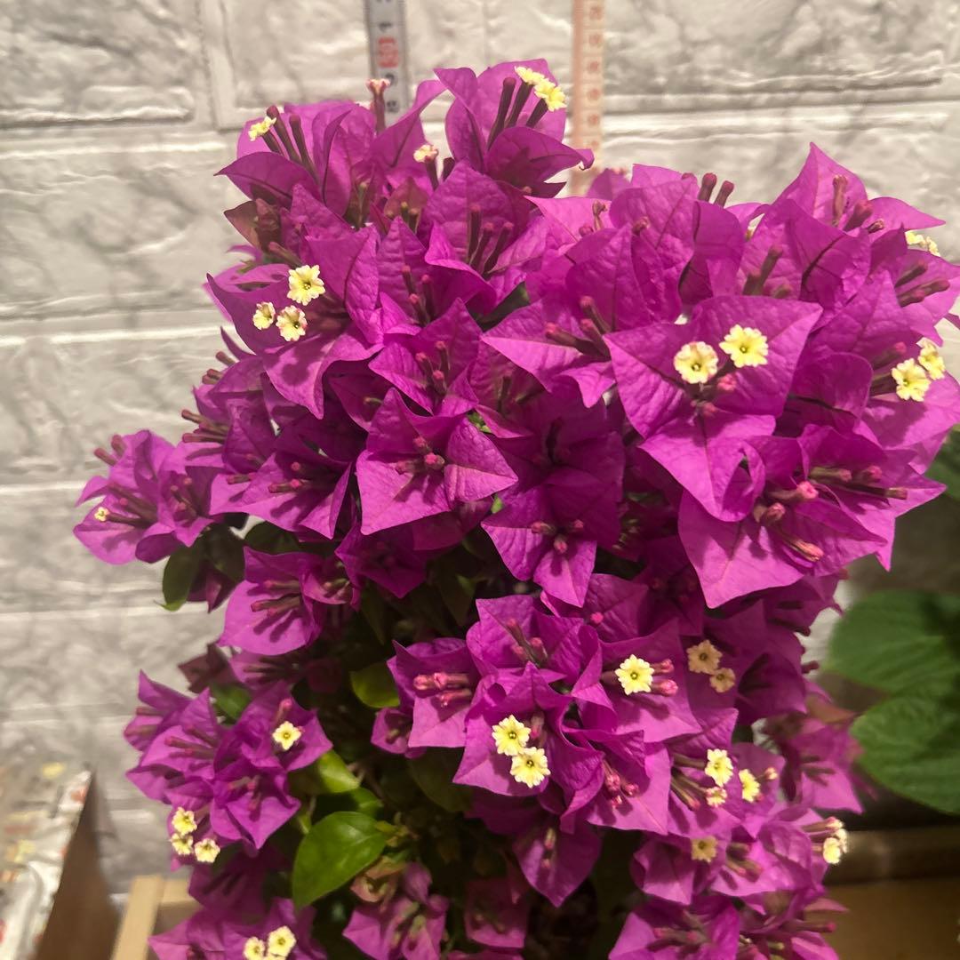 ブーゲンビレア　　ピンク