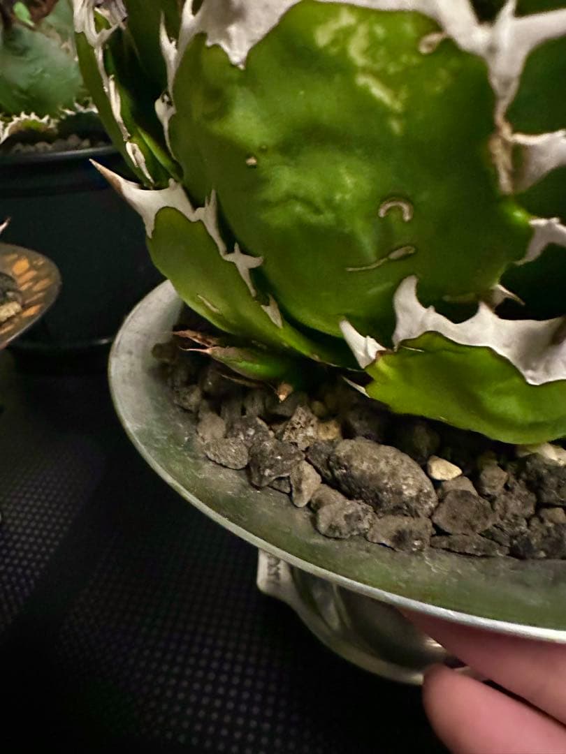 アガベ ボールタイプ 子株 2個セット