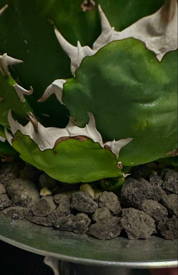 アガベ ボールタイプ 子株 2個セット