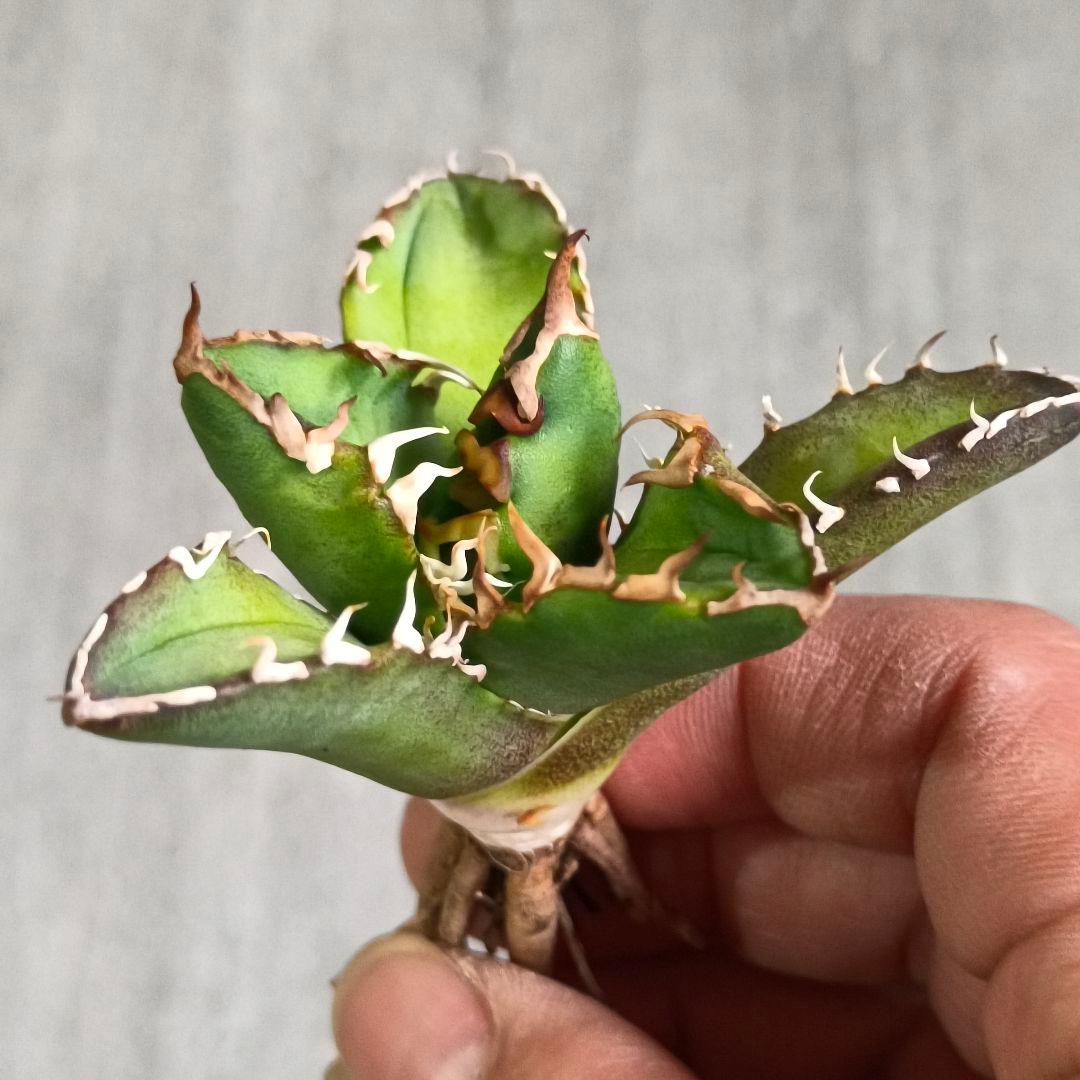 A147 特選 アガベ チタノタ 台湾産 火舞 極上強棘 優良血統