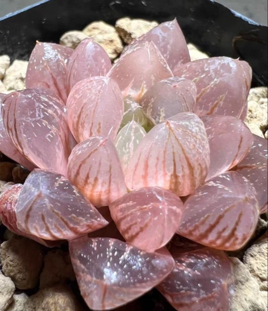 キ*）様 多肉植物　ハオルチア　雪花オブツーサ錦　紫肌　糊斑　超希少品