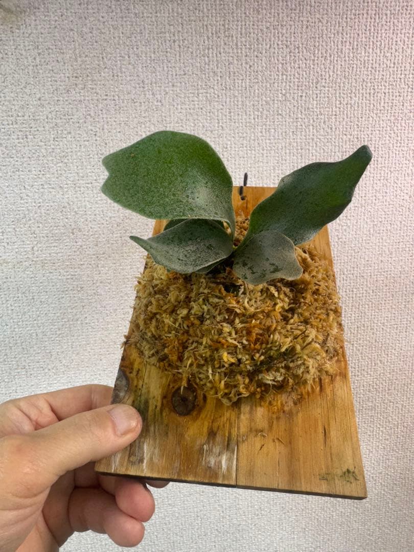 P. FWSQ FW ビカクシダ　OC株　株分　長期養生株　緑