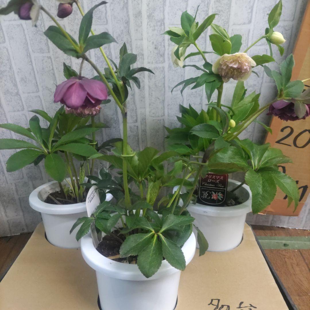 17日入荷分⭐️多弁咲き⭐️6号鉢⭐️３鉢セット