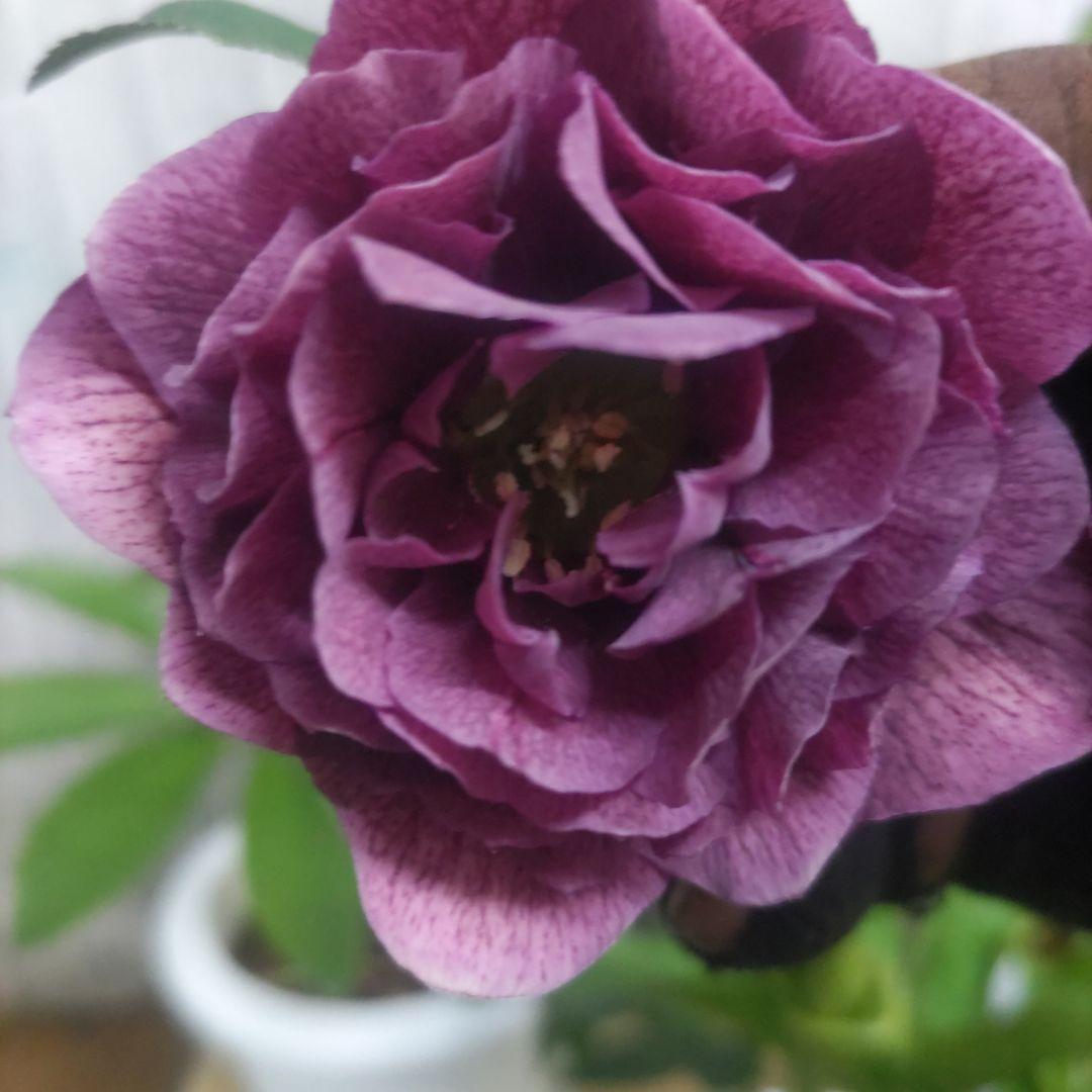 17日入荷分⭐️多弁咲き⭐️6号鉢⭐️３鉢セット