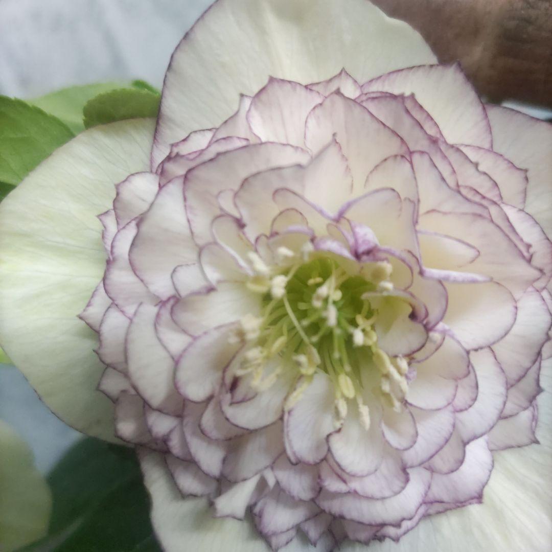 17日入荷分⭐️多弁咲き⭐️6号鉢⭐️３鉢セット