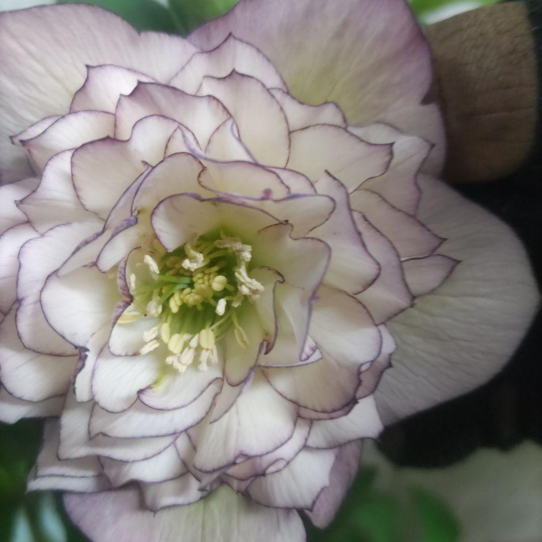 17日入荷分⭐️多弁咲き⭐️6号鉢⭐️３鉢セット