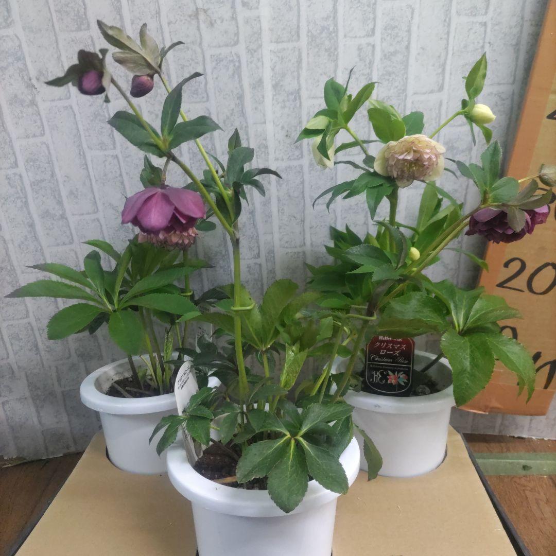17日入荷分⭐️多弁咲き⭐️6号鉢⭐️３鉢セット