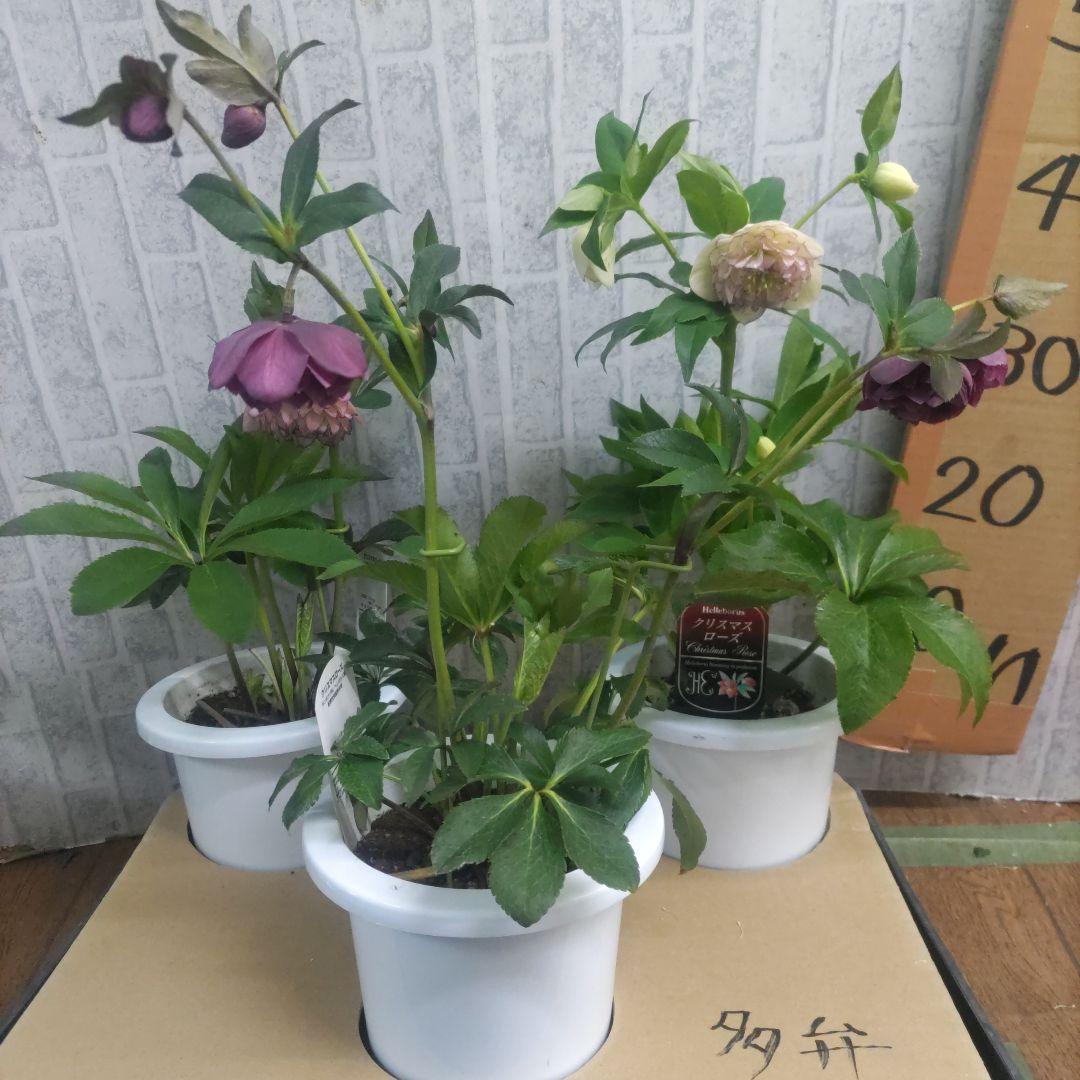 17日入荷分⭐️多弁咲き⭐️6号鉢⭐️３鉢セット