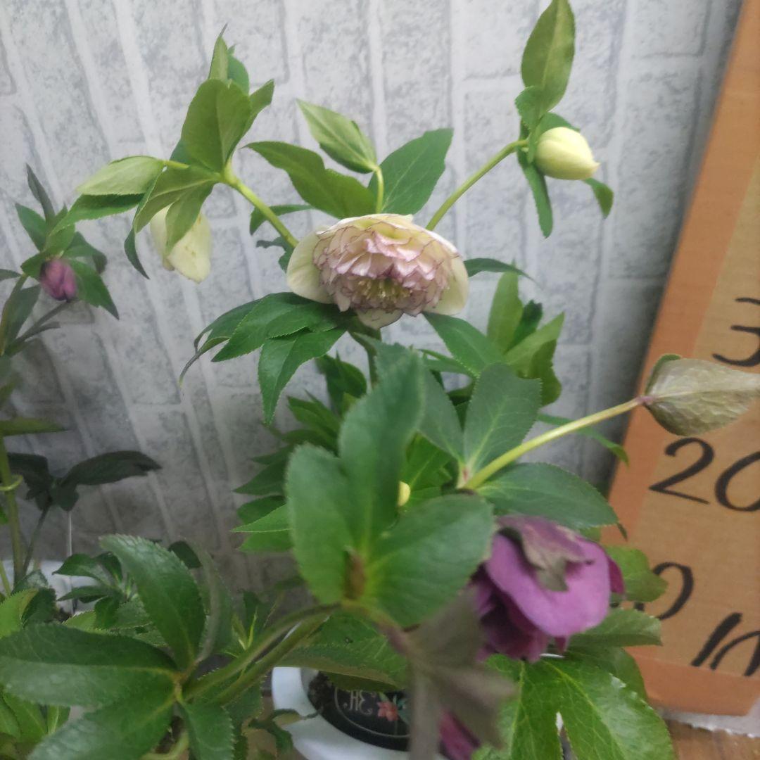 17日入荷分⭐️多弁咲き⭐️6号鉢⭐️３鉢セット