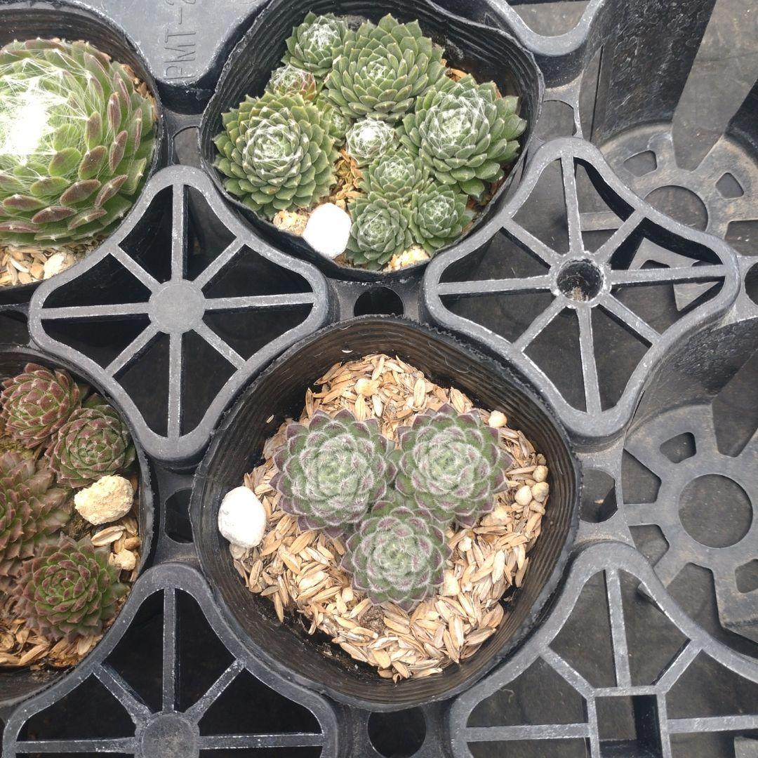 Apricot16さん専用