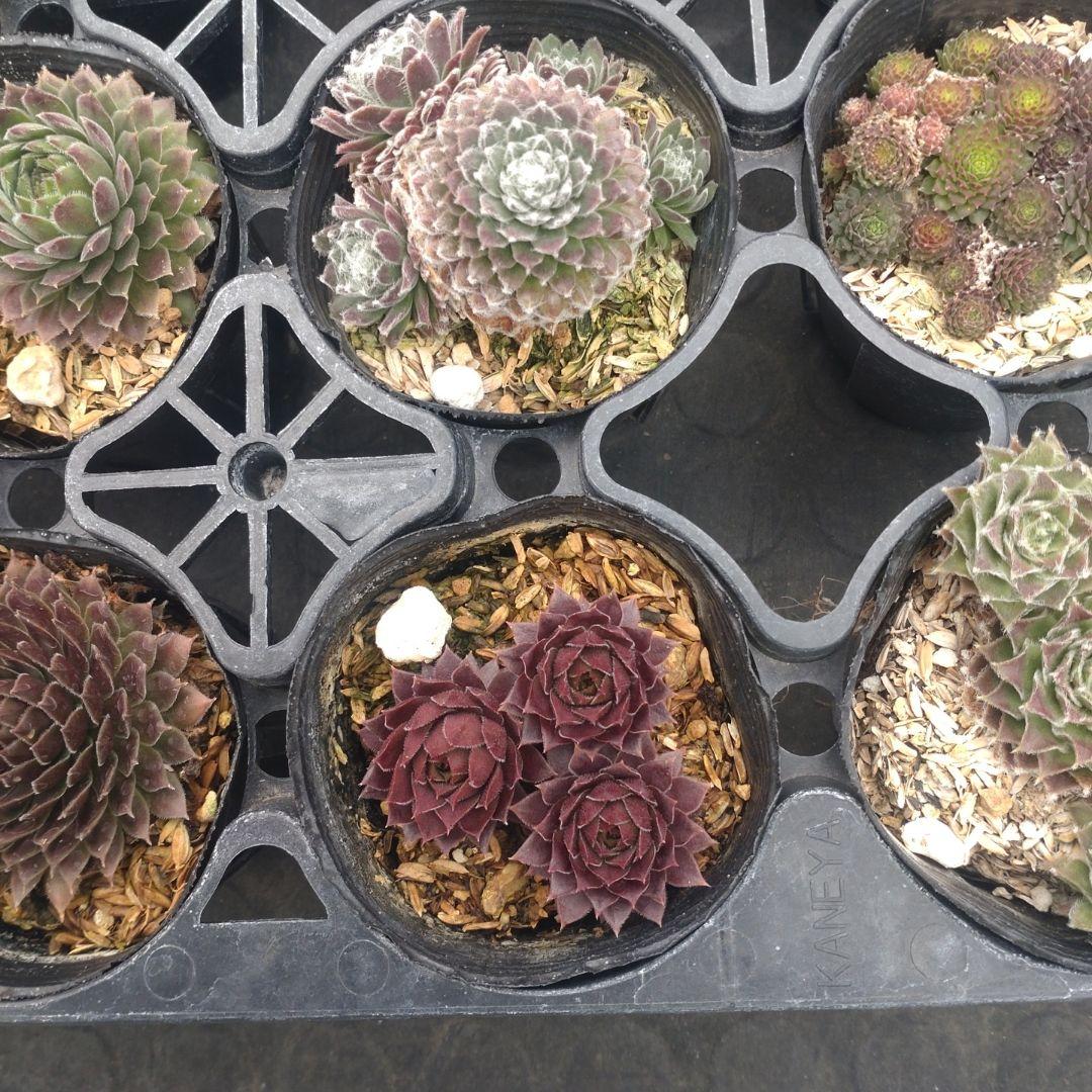 Apricot16さん専用