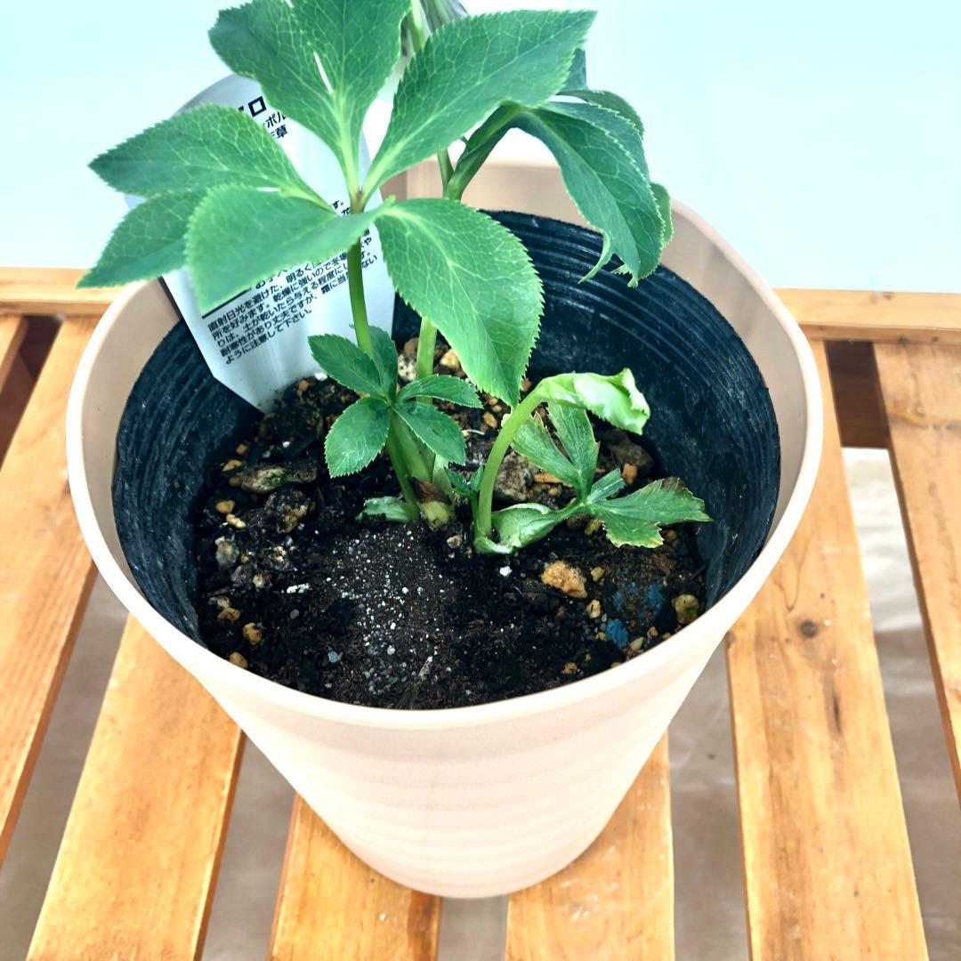 茶鉢5号 クリスマスローズ　八重咲き　5鉢