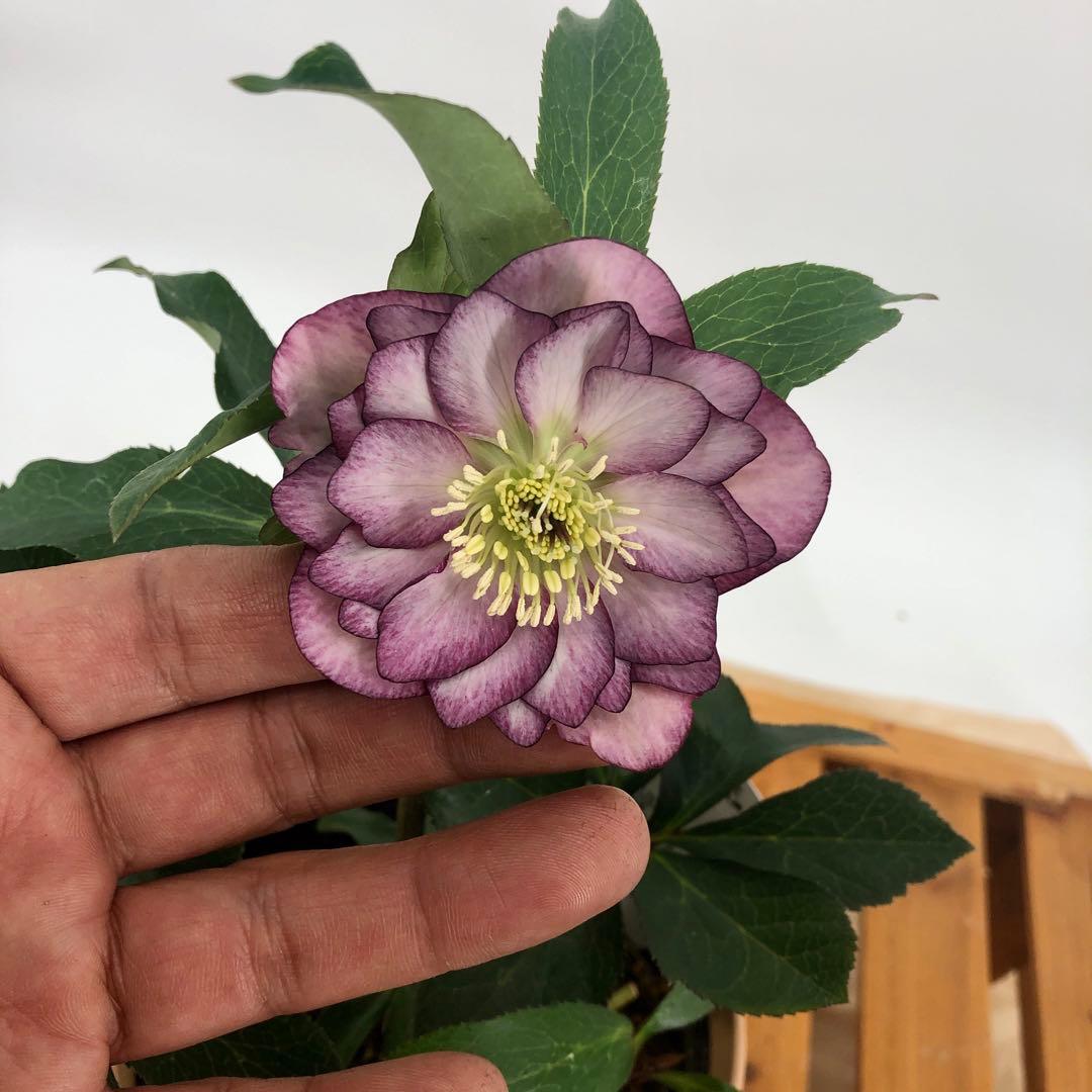 茶鉢5号 クリスマスローズ　八重咲き　5鉢