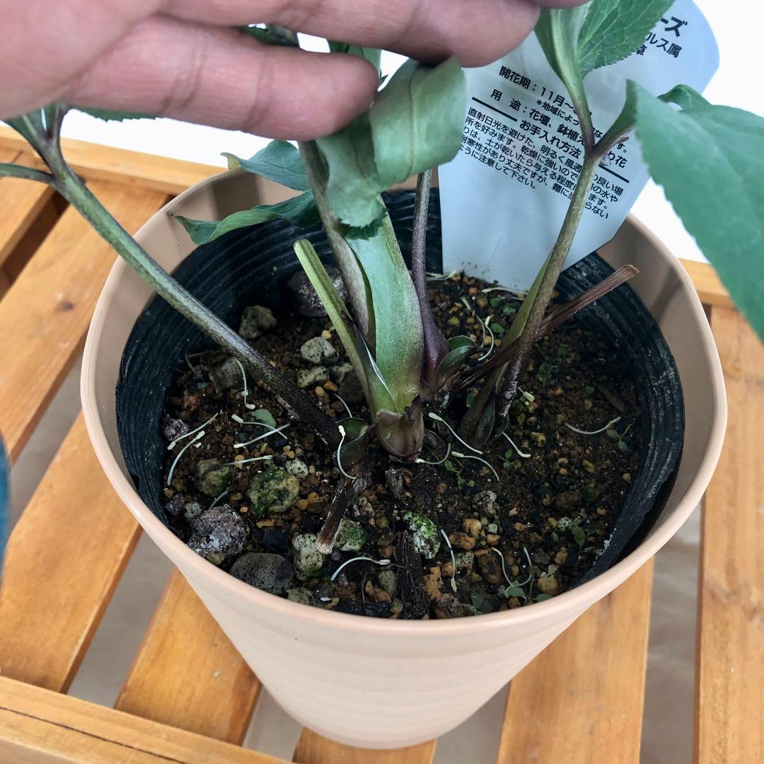 茶鉢5号 クリスマスローズ　八重咲き　5鉢